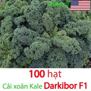 100h (gói chia nhỏ)- Hạt giống cải xoăn Kale Darkibor F1 - Kale Darkibor F1 100 hạt cải xoăn Kale Darkibor F1