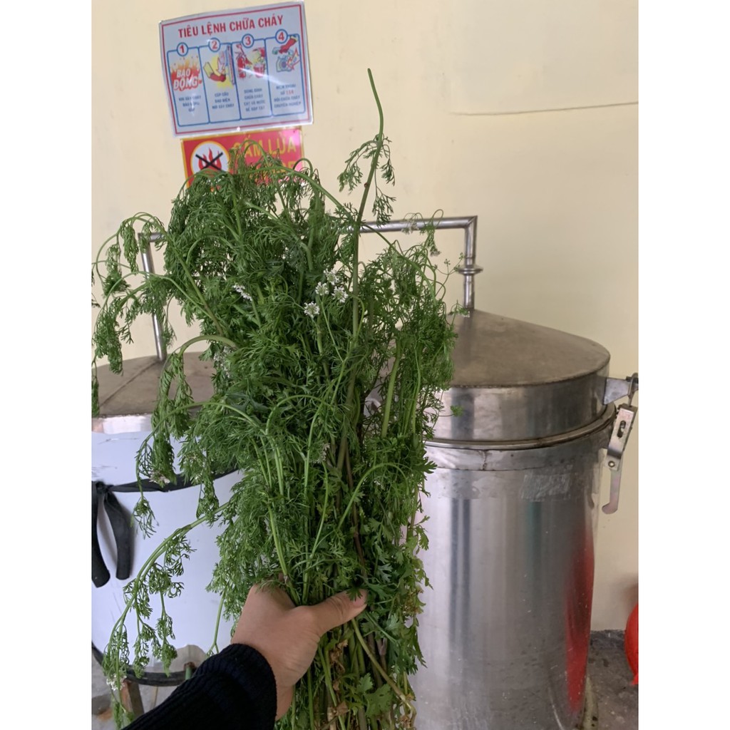 THẢO DƯỢC MÙI GIÀ