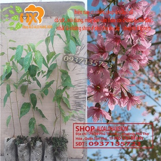 Cây mai anh đào cây giống-combo 5 cây