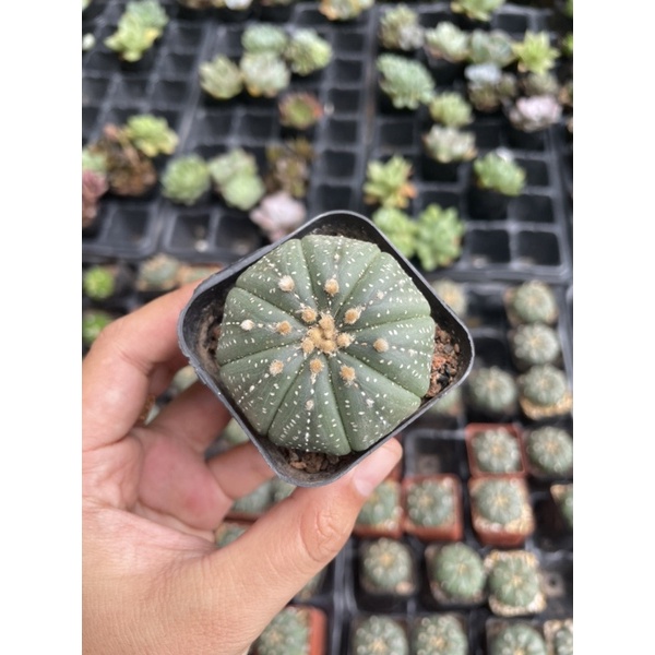 Xương Rồng Aster 3-5cm  - Xương Rồng Mini Có Hoa