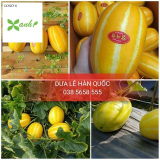 Hạt giống cây Dưa lê vàng Hàn Quốc (10 hạt)
