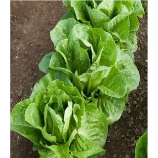 HẠT GIỐNG XÀ LÁCH CHỊU NHIỆT ROMAINE GEM
