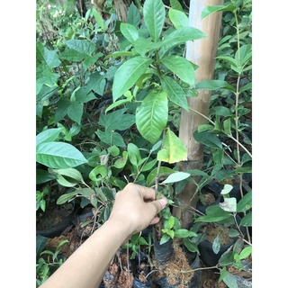 cây dành dành giống