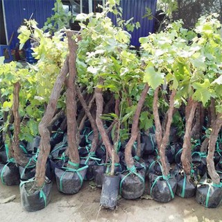 [GIÁ GỐC] Hạt giống nho tím siêu quả chùm