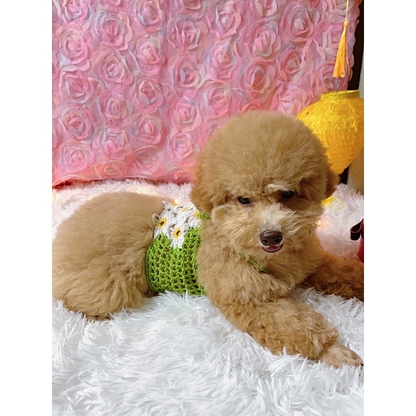 Áo len cúc hoạ mi đan tay thủ công cho chó mèo