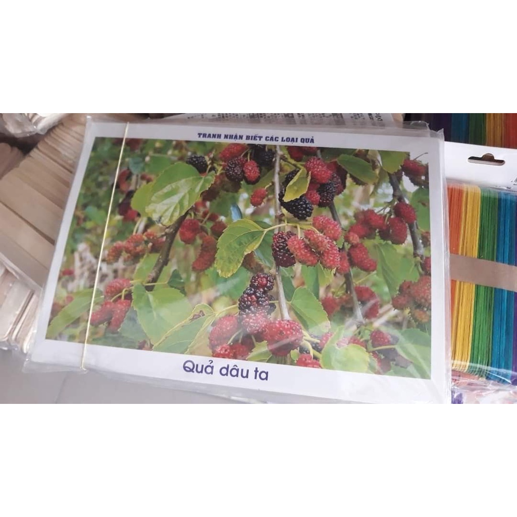 Tranh Ảnh Theo Chủ Đề Khổ A4 Dạng Bìa CỨng Cho Bé Học Và Nhận Biết Thế Giới Xung Quanh