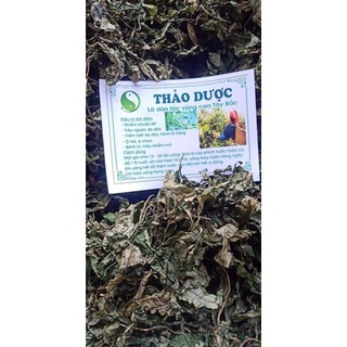 lá dạ dày ( thảo mộc dân tộc vùng cao )