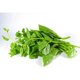 Hạt giống rau mồng tơi 20g