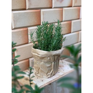 Cây Hương Thảo - Rosemary