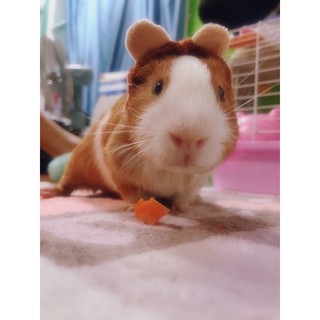 Nón hình thú cute cho HAMSTER/BỌ Ú/SÓC