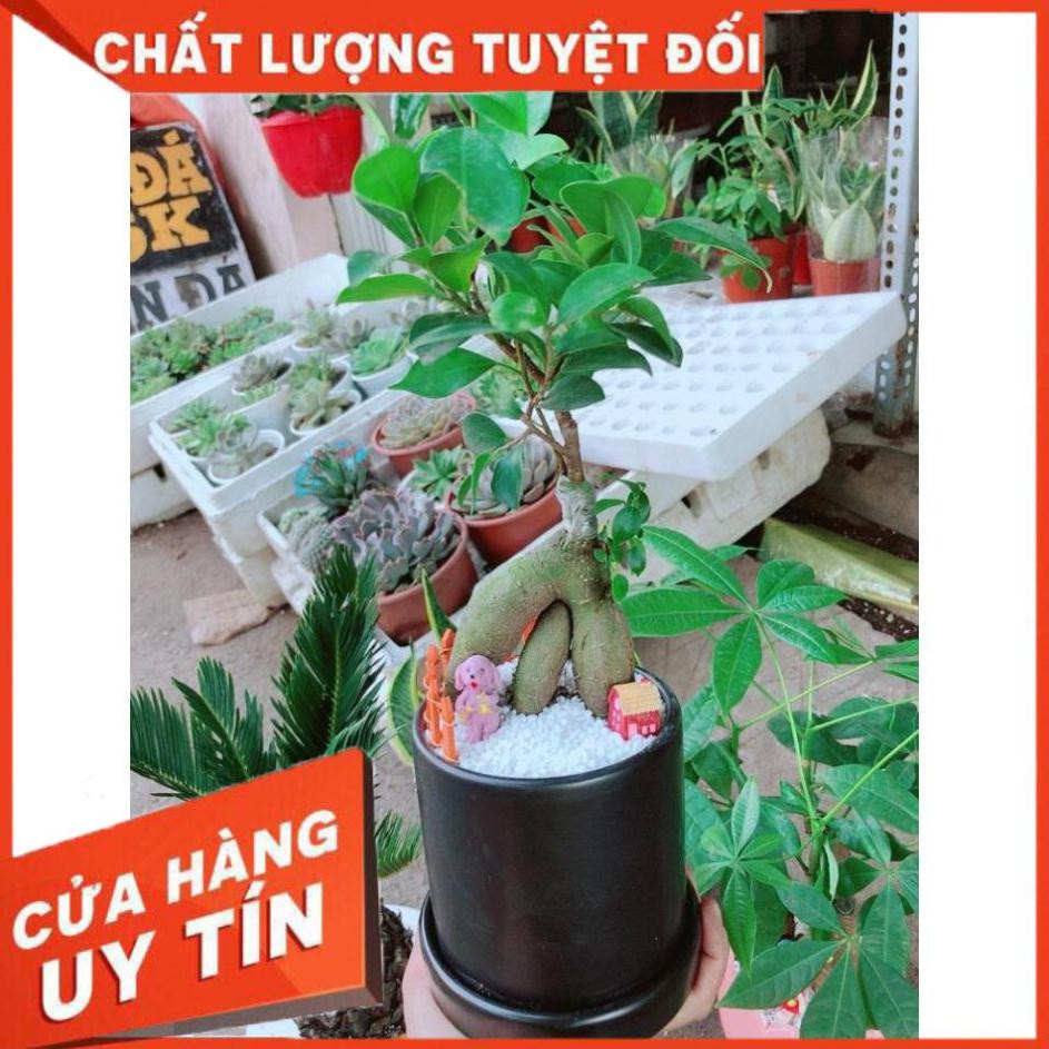 Chậu cây si bonsai Nhiều Người Mua