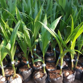 Cây dừa xiêm lùn f1 giống