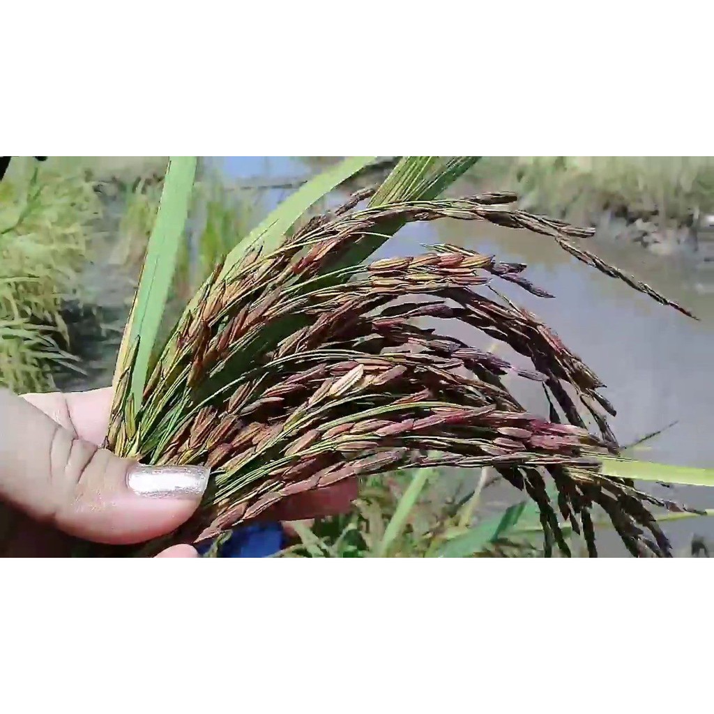 Gạo lứt đen Điện Biên túi 1 kg