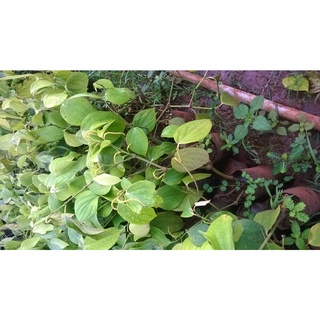 Set 4 cây Tiêu giống chuẩn. [ BẦU TO GỐC KHỎE]