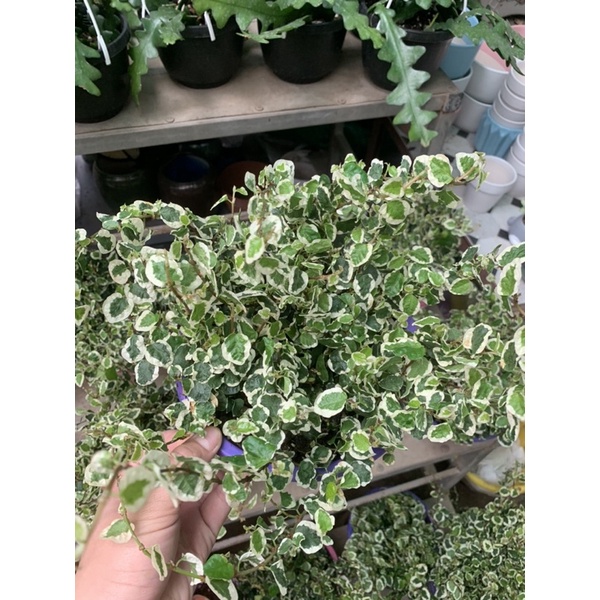 Cây vảy ốc Cẩm thạch(Bám tường lá trắng xanh)