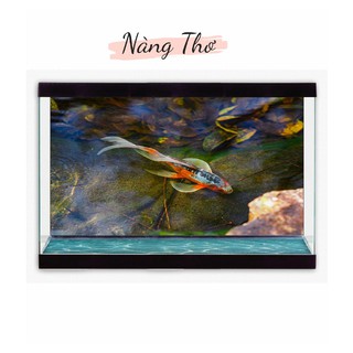 TRANH DECAL HÌNH CÁ KOI 3D DÁN HỒ CÁ NHIỀU KÍCH THƯỚC _THIẾT KẾ NÀNG THƠ