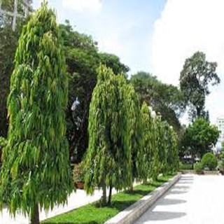 CÂY GIỐNG TÙNG ẤN ĐỘ (TÙNG HOÀNG NAM)