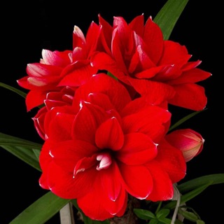 Huệ ngoại Double King củ mẹ