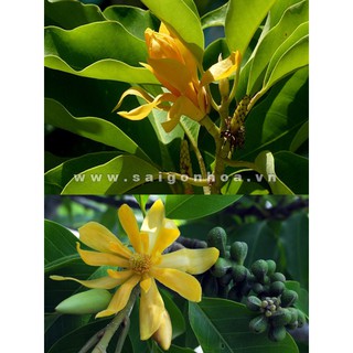 BẦU CÂY GIỐNG CÂY NGỌC LAN HOA VÀNG (CÂY HOÀNG LAN)