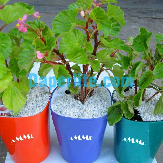 100gr Đá perlite - đá trân châu trồng hoa,xương rồng....