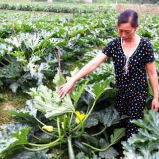 Hạt giống bí ngòi xanh f1 - 10 hạt