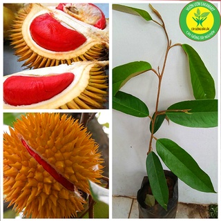 Cây giống sầu riêng ruột đỏ