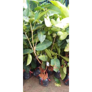 Cây mận xanh tam hoa.