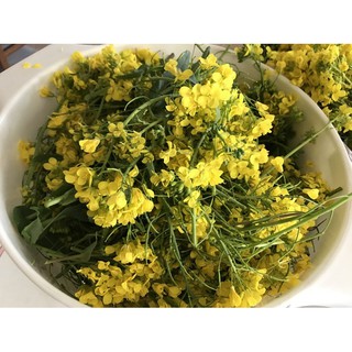 Hạt Giống Hoa Điên Điển (Sesbania sesban) 1Gram