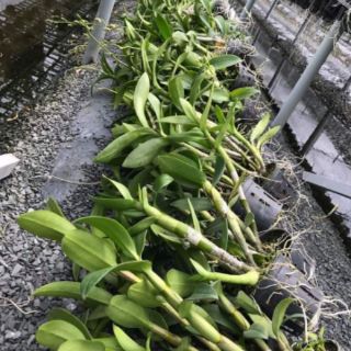 Hoa lan đen rô combo 5 chậu 150k