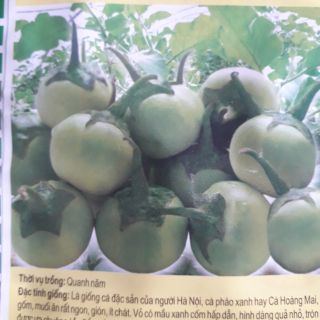 Hạt giống cà pháo xanh