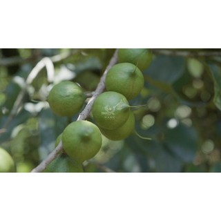 Hạt Mắc ca Lâm Đồng sấy lạnh 75g