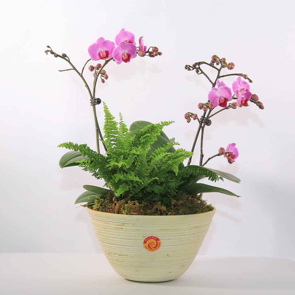 Cây kẽm bọc nhựa uốn cành lan, que cắm cành lan hồ điệp que uốn cành lan  dài 80cm  1kg