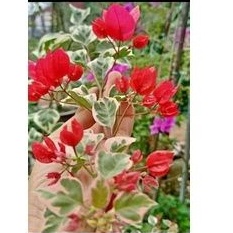 Cây giống hoa giấy cẩm thạch