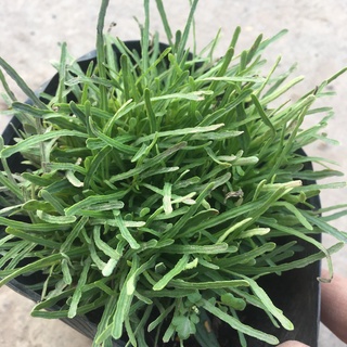 Cây Cỏ Mây Bụi Mini Để Bàn,Trang Trí Phòng,Tiểu Cảnh