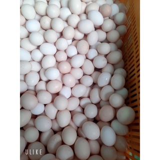 Trứng Gà Ác Tươi (Gà Ri)