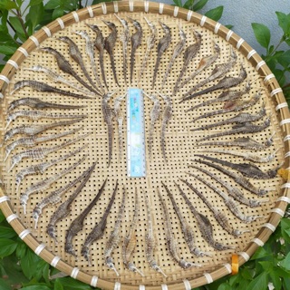 10 con cá ngựa size 6-8cm - hải mã khô