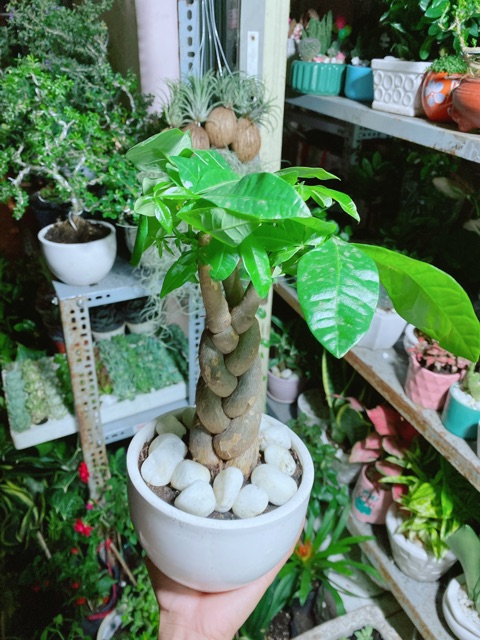 Chậu Kim Ngân 3 Thân Thắt Bính