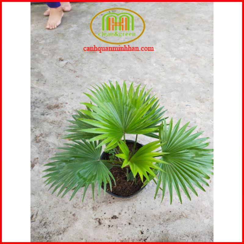 Cây cọ cảnh nhỏ để bàn, cây kè ta tượng trưng cho tình bạn thân thiết hoặc sự thịnh vượng của gia chủ