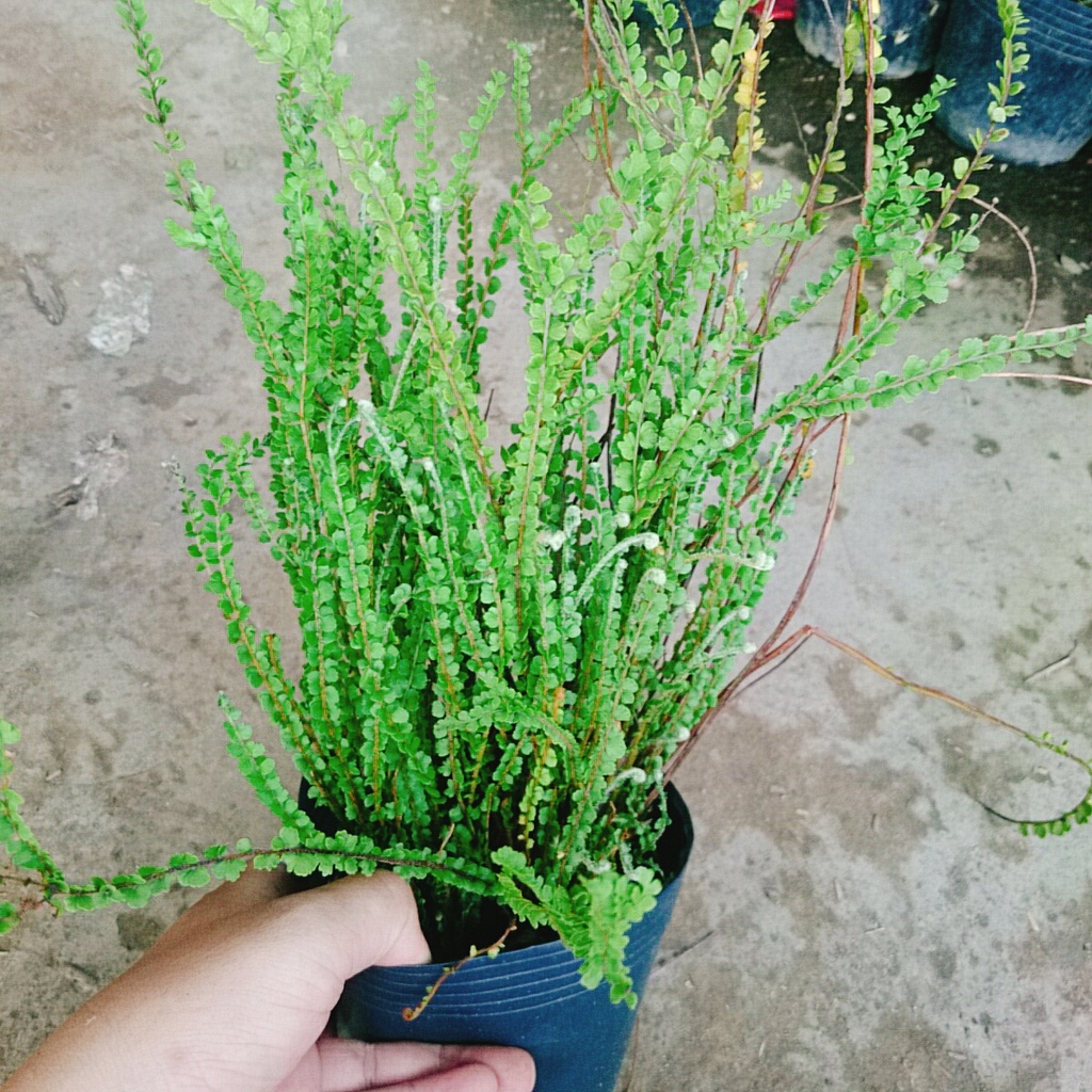 Cây Dương Xỉ Tóc Tiên - cây cảnh để bàn - caykiengsadec
