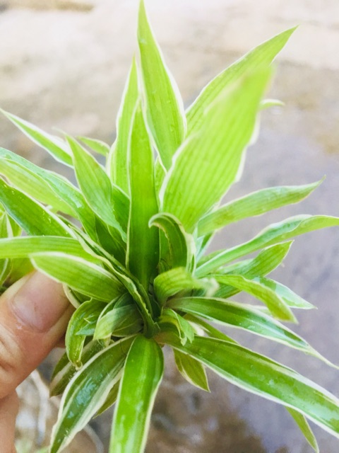 Combo trầu bà + 5 cụm lan chi