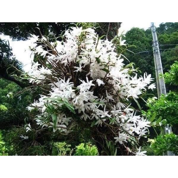 Hoa Lan thạch hộc tía