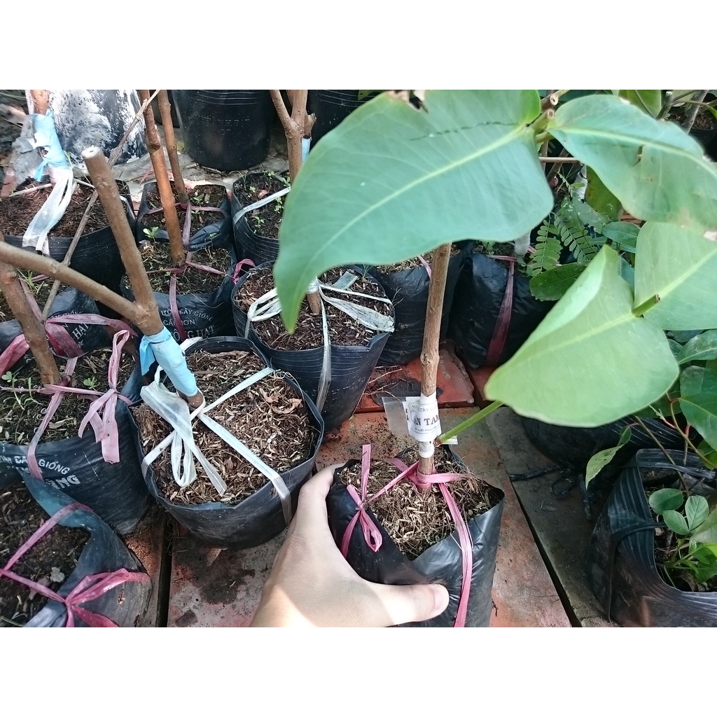 Cây Giống Mận Xanh Đường Trái To năng suất cao - cây ăn quả - caykiengsadec