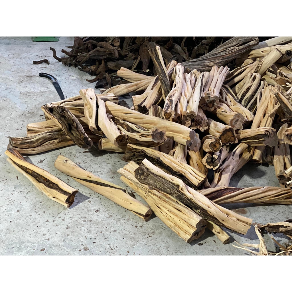 PHÔI LŨA HẢI SA QUỲ LÀM RỪNG SIÊU XOẮN - CHUYÊN SET UP LAYOUT RỪNG BỂ THỦY SINH 1KG - LŨA THẴNG ĐẸP SIZE ĐỦ LOẠI