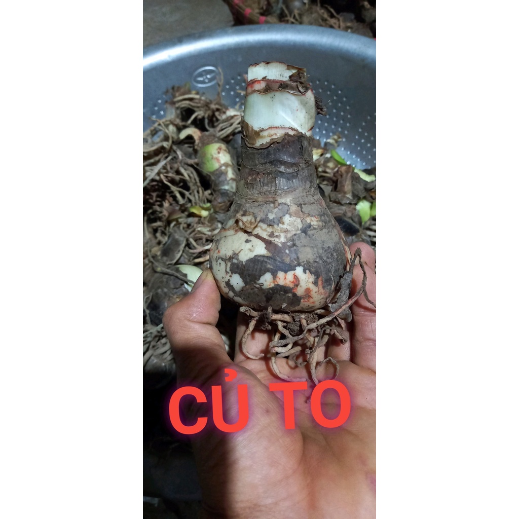 Củ hoa Đỏ Nhung