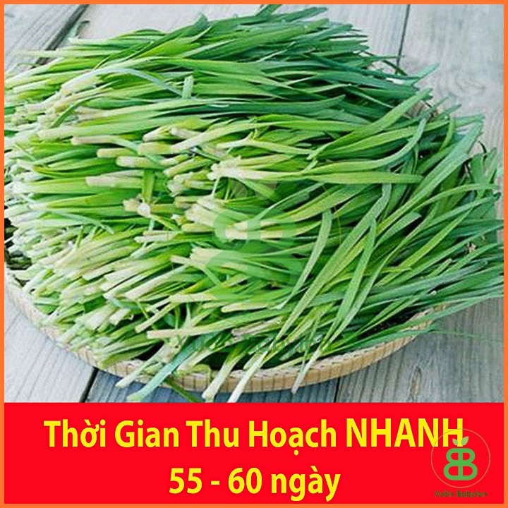 Hạt Giống Hẹ Ta 2Gr Dinh Dưỡng, Năng Suất Cao