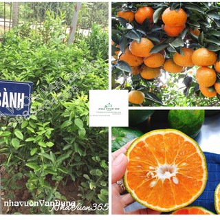 Cây giống cam sành cây ghép cành sinh trưởng tốt (ảnh thật cây giống có sẵn tại vườn)