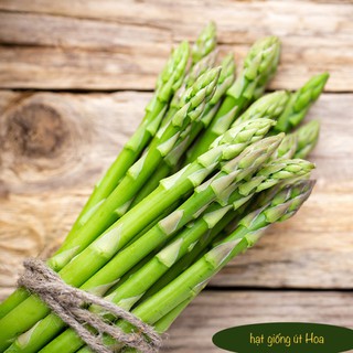 Hạt giống măng tây xanh trồng quanh năm nhanh thu hoạch gói 20 hạt