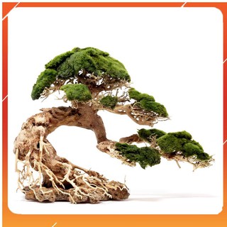 Lũa Bonsai mini cho bể cá thủy sinh