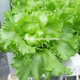 1 gr - hạt giống xà lách mĩ minetto