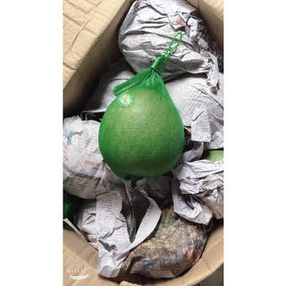 Bưởi da xanh bến tre size 1-1,3kg